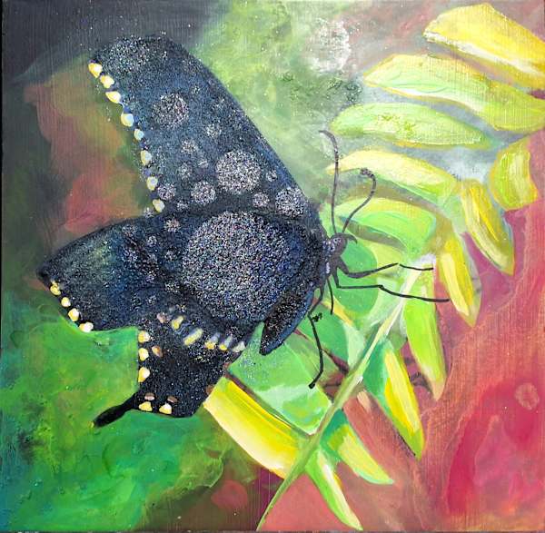 Black Butterfly (03)