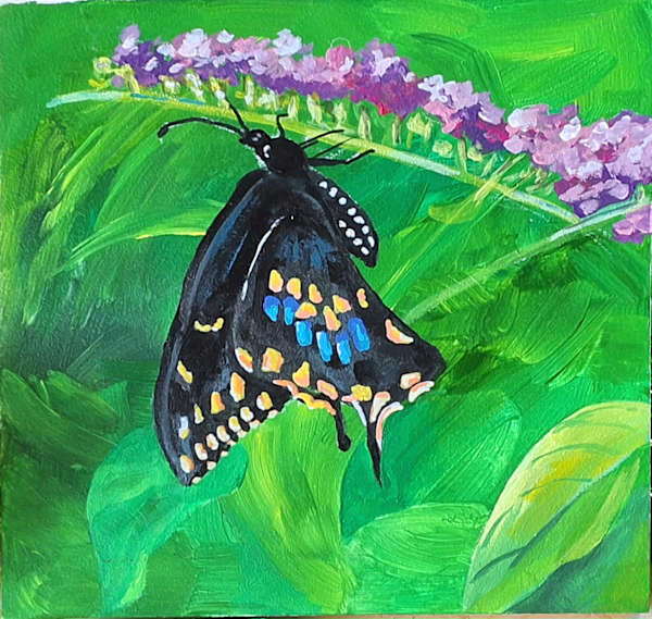 Black Butterfly (07)