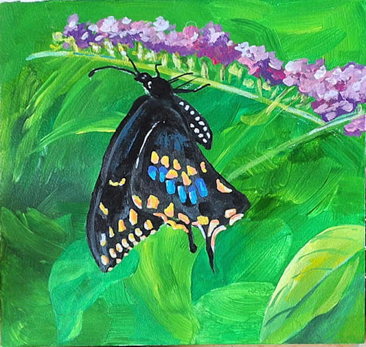 Black Butterfly (07)